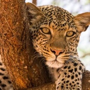 Meet your Posher, Alexa